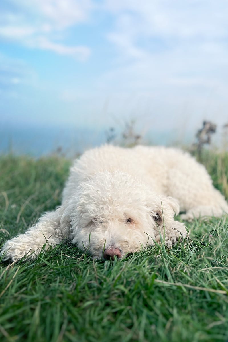 Travelpicks Blog - Ora - Spanish Water Dog - White Cliffs - Dover  1280x1920px